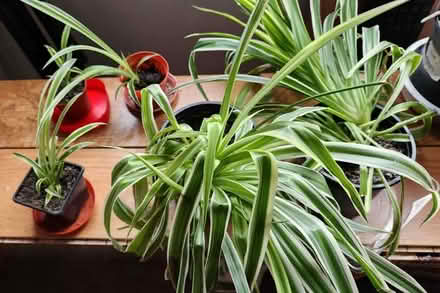 Photo of free Spider Plants (Great Hollands RG12) #1