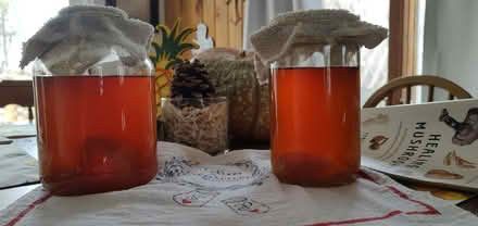 Photo of free SCOBY hotel aka kombucha starter (Gill) #2