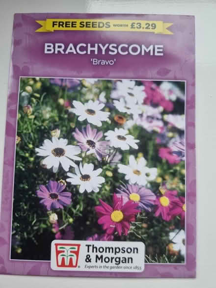 Photo of free Swan River Daisy flower seeds (Abingdon Oxfordshire OX14) #1