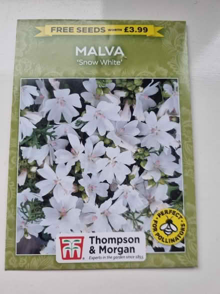Photo of free Malva flower seeds (Abingdon Oxfordshire OX14) #1