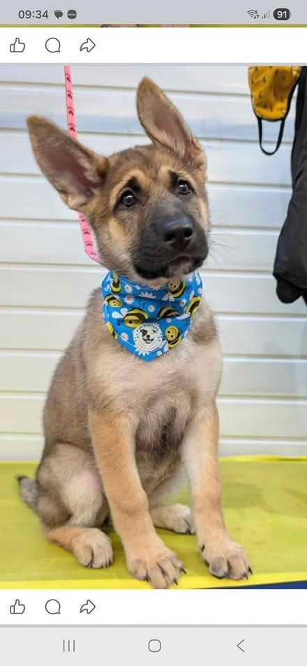 Photo of L or XL dog crate (Derby Chaddesden DE21) #1