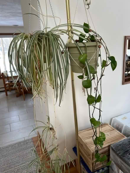 Photo of free Plants of all kinds (Groton near Shaw’s) #4
