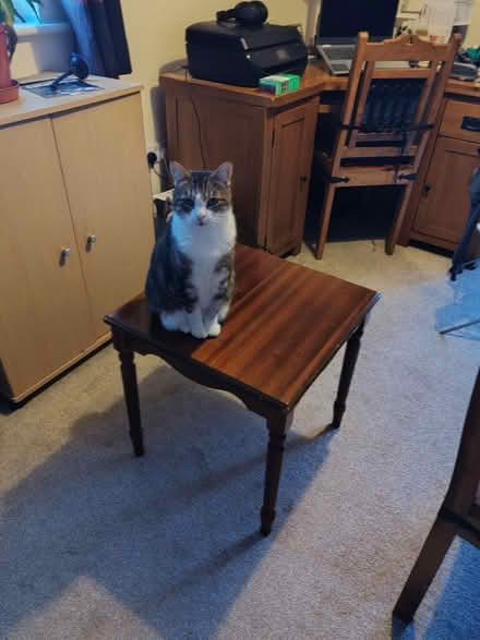 Photo of free Side table (cat not included) (Abbey Lane Area LE4) #1