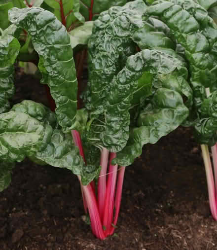 Photo of rhubarb plant (half a crown) (Knighton) #1