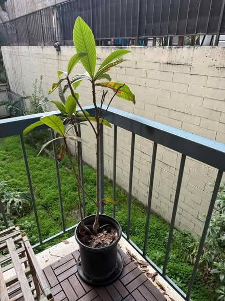 Photo of free Loquat tree (Adams Point) #2