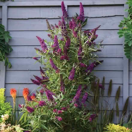Photo of free Buddelia (Bray Seafront) #3