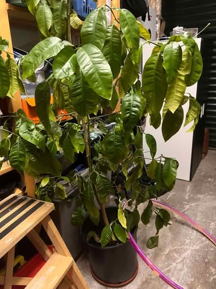 Photo of free 6ft Grapefruit plant (doesn't produce grapefruits though...) (Torbrex FK7) #3