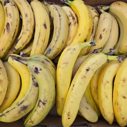 Photo of free Bananas (Mountain View) #1