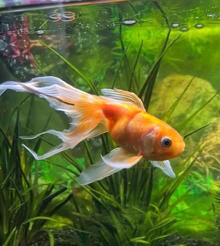 Photo of free Complete fish tank setup (Hereford white cross) #3