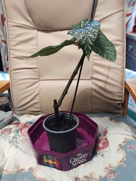 Photo of free Small Begonia Rex (Bratton) #1