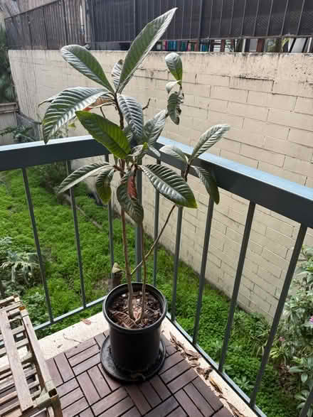 Photo of free Loquat tree (Adams Point) #1