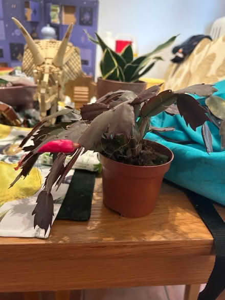 Photo of free Assorted plants (Fallowfield Manchester M14) #3