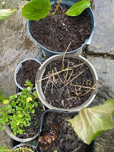 Photo of free Perennial plants (Wickwar GL12) #3