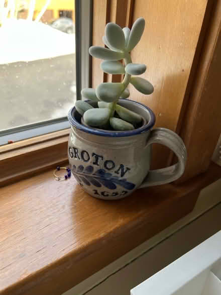 Photo of free Plants of all kinds (Groton near Shaw’s) #1