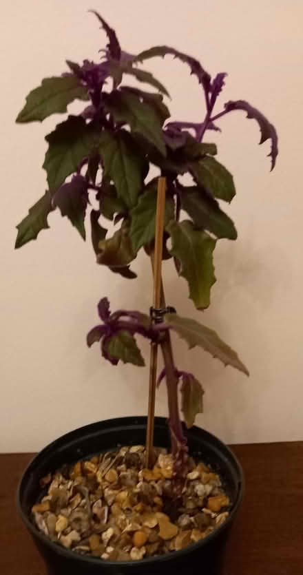 Photo of free House plants x3 (Finchley Central N3) #2