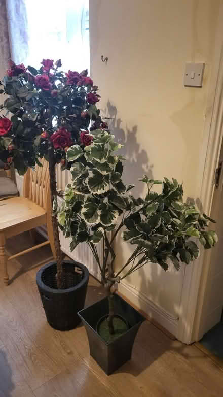 Photo of free Decorative plants (Drumcondra) #2