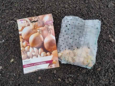 Photo of free Onion sets (Botley) #1