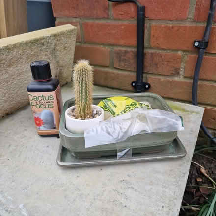 Photo of free Cactus growing kit (Broadbridge Heath, RH12) #2
