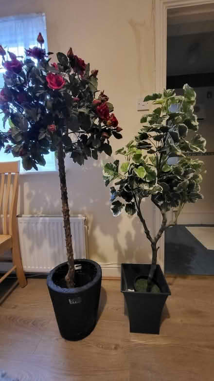 Photo of free Decorative plants (Drumcondra) #1
