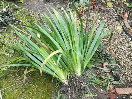 Photo of free Irises (Cholsey/Wallingford OX10) #1