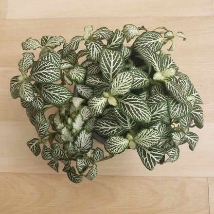Photo of free Fittonia - House plant (Woodhouses M33) #1