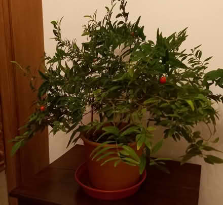 Photo of free House plants x3 (Finchley Central N3) #1