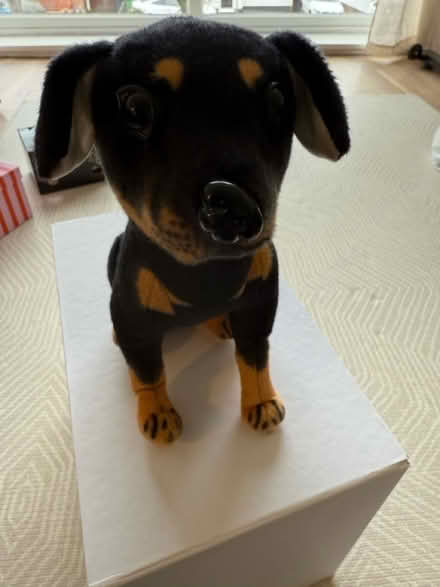 Photo of free Soft toy dog (Kingston KT5 8) #2