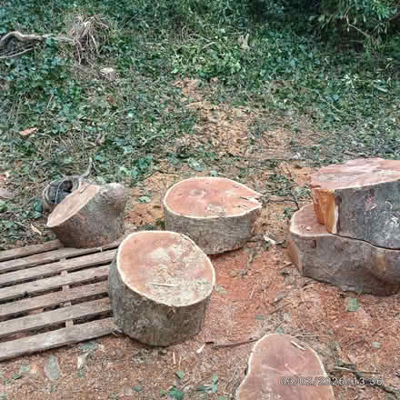 Photo of free large logs of various sizes (from sycamore tree) (Brookhouse LA2) #3