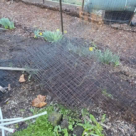 Photo of free 4 ft deer fencing (San Ramon) #1