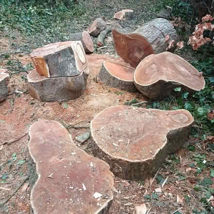 Photo of free large logs of various sizes (from sycamore tree) (Brookhouse LA2) #1