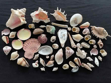 Photo of free Collection of shells (Farnham Common SL2) #1