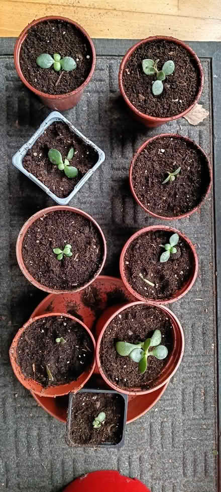 Photo of free Money tree (jade plant) (Arboretum, NG1) #1