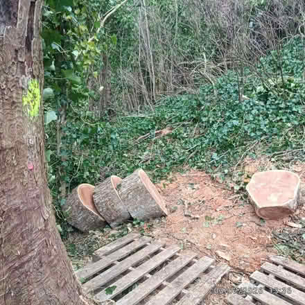 Photo of free large logs of various sizes (from sycamore tree) (Brookhouse LA2) #4
