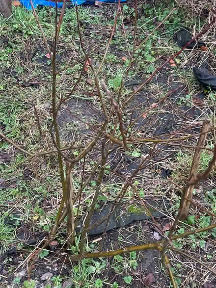 Photo of free Apple trees…step over (North Shields NE30) #1