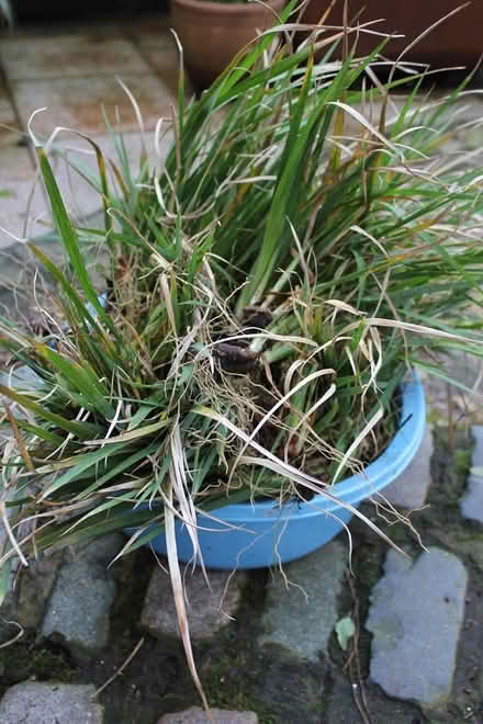 Photo of free iris unguicularis rhyzomes (Bray Seafront) #1
