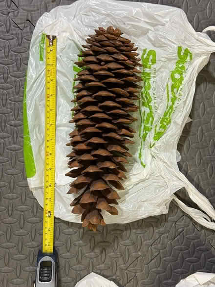 Photo of free Large size pine cones - dried (Yonge & Mulock) #3