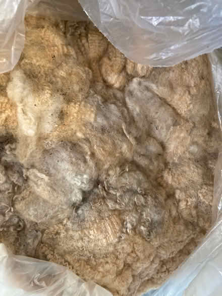 Photo of free Raw wool (Etobicoke North) #1