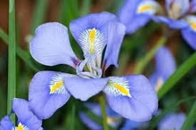Photo of free iris unguicularis rhyzomes (Bray Seafront) #2