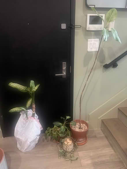 Photo of free Various plants (Bedstuy) #1