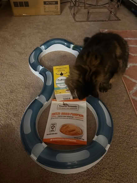 Photo of free Cat stuff (Eastlake) #1