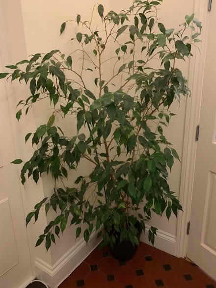 Photo of free Indoor plant (BH13 Branksome Park) #1