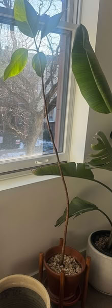 Photo of free Plant (Bedstuy) #1