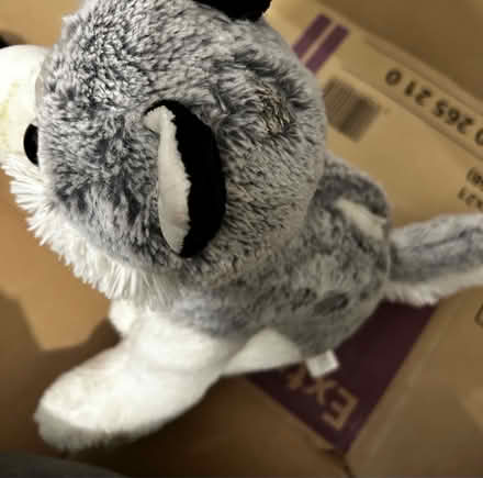 Photo of free Fox teddy (Chatham ME4) #2