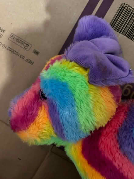 Photo of free Dog teddy (Chatham ME4) #4