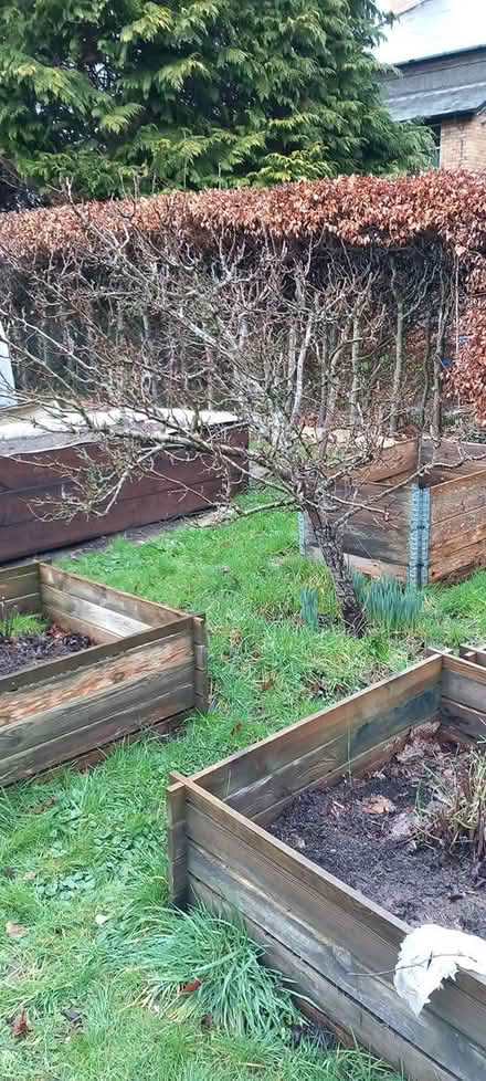 Photo of free pear tree (Builth Wells) #2