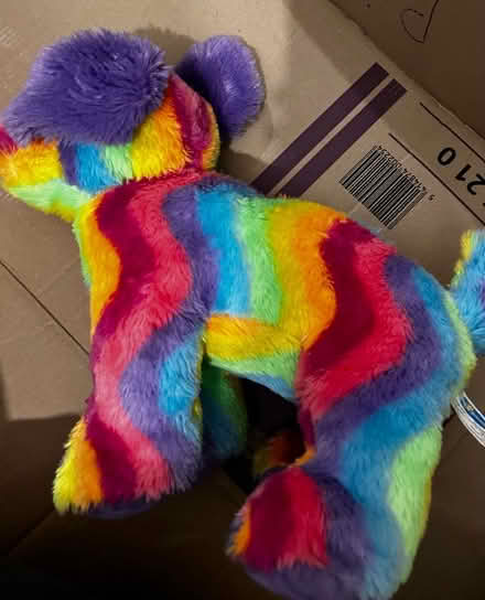 Photo of free Dog teddy (Chatham ME4) #1