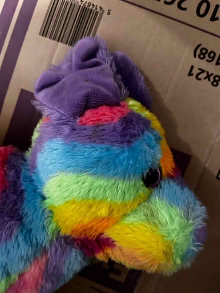 Photo of free Dog teddy (Chatham ME4) #3