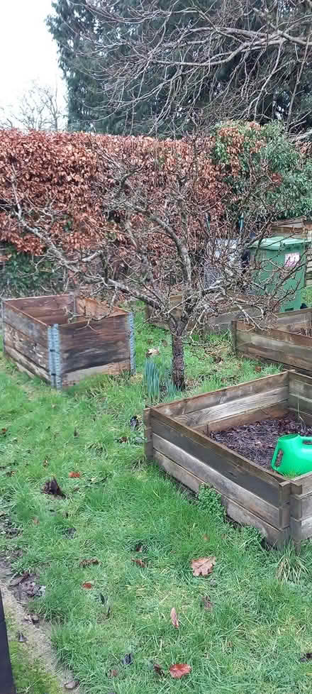 Photo of free pear tree (Builth Wells) #1