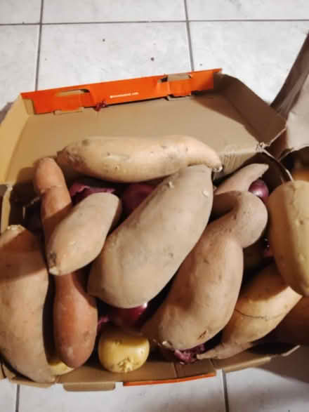 Photo of free Box of potatoes and red onions (Snail) #1