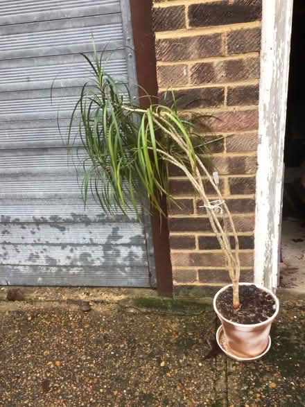 Photo of free Plant (Palm?) (IP4) #2